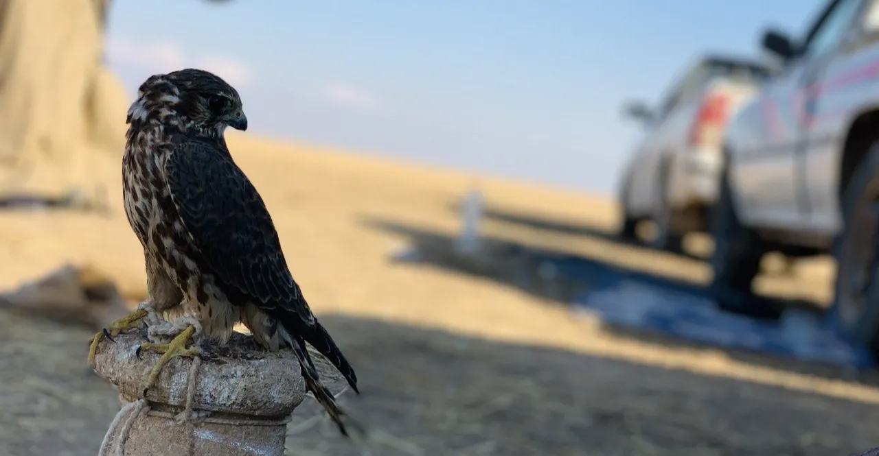 ‏هەڵۆیگ وەپی بویە.. دەسگیرکردن کابرایگ کوەیتی لە موسەنا