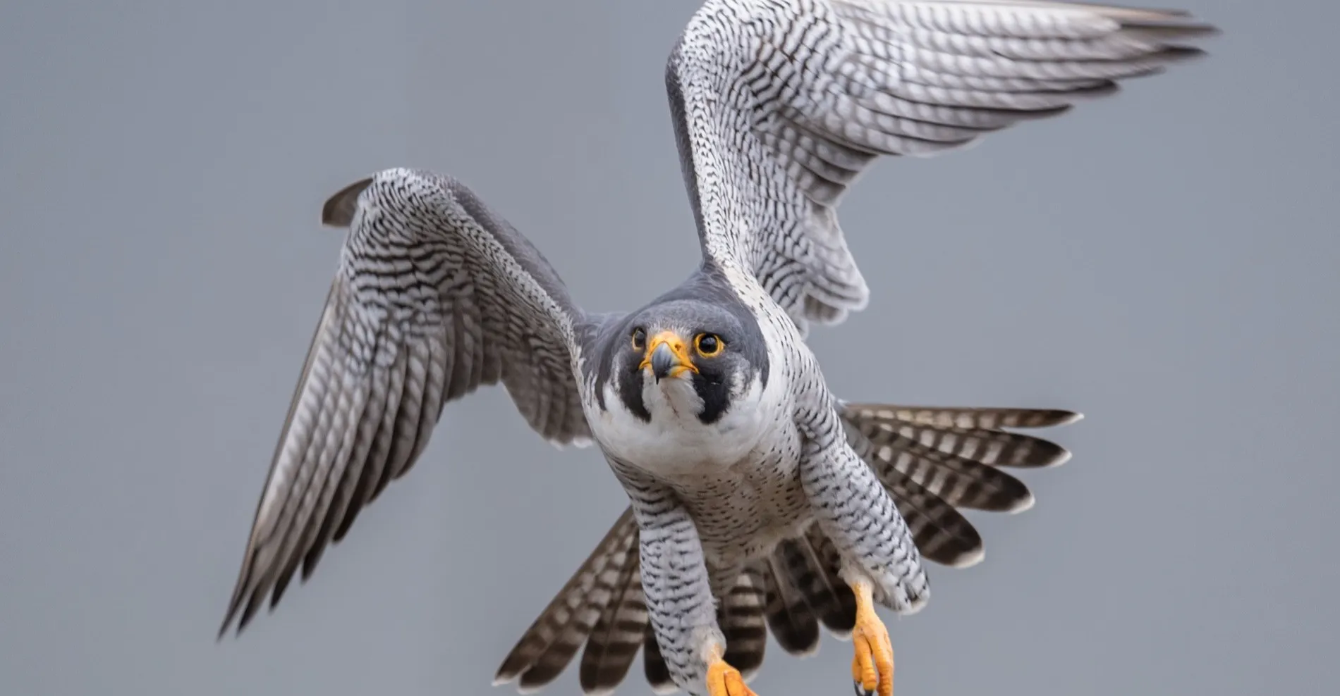 A $1-million falcon killing in Kurdistan sparks official probe