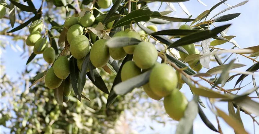 العراق يتصدر واردات المنتجات الغذائية من آكهيسار التركية