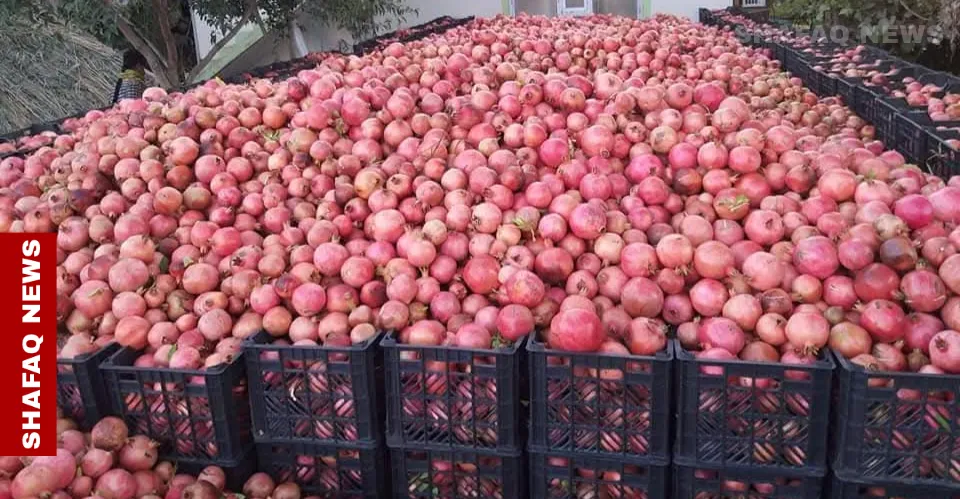 Halabja’s annual pomegranate festival kicks off in Kirkuk