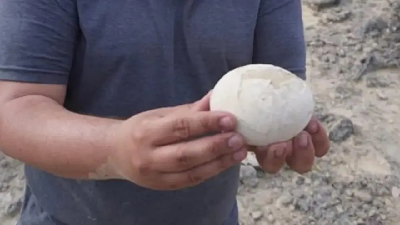 ‏خای دایناسۆریگ 70 ملیۆن ساڵی لە ئەرجەنتین پەیاکریا