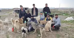 Al-Anbar launches initiative against stray dogs