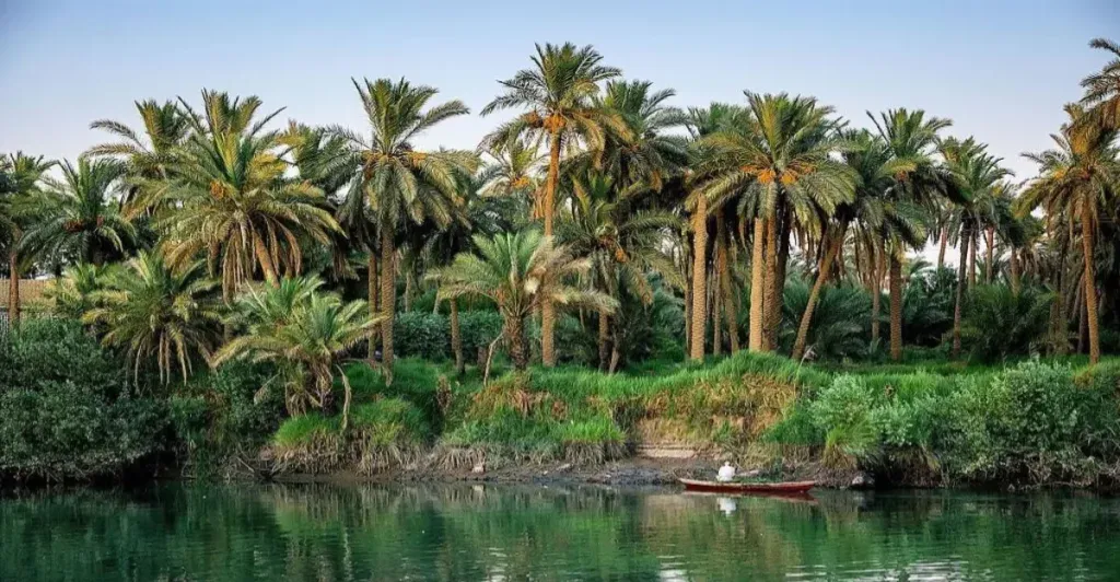 لجنة حكومية عاجلة بشأن ظاهرة تجريف "الغابات" في بابل