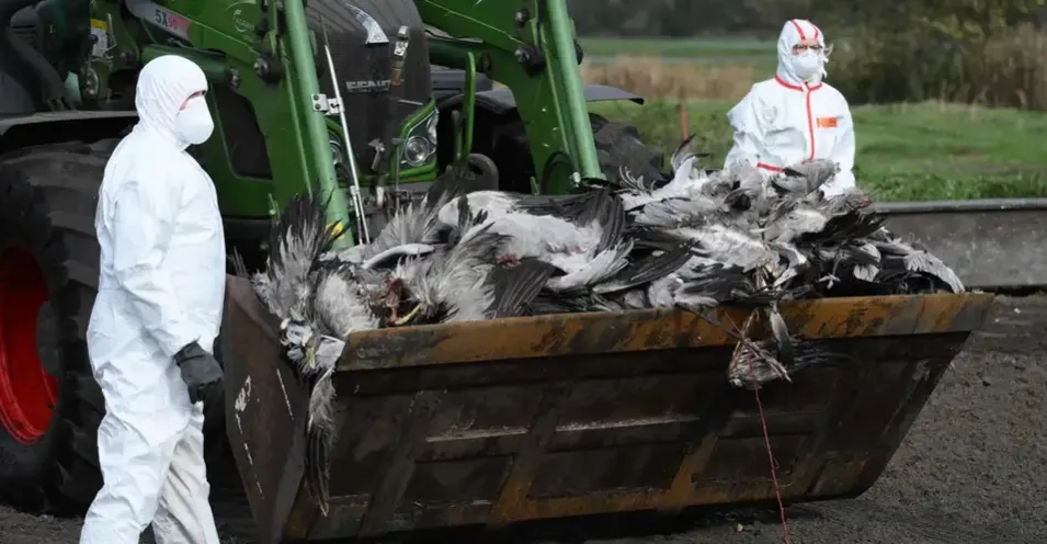 ألمانيا تعدم 400 ألف من الدواجن بعد تفشي إنفلونزا الطيور