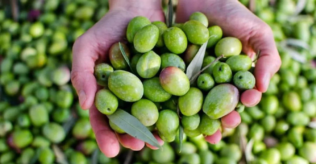 Syria’s olive yields plunge as heatwaves bite