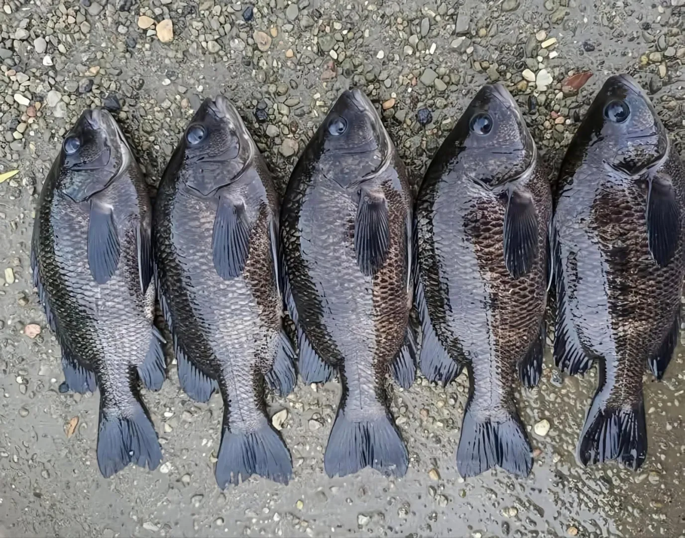 لونها أزرق وزعانفها طويلة.. ظهور أسماك غريبة في شط الديوانية