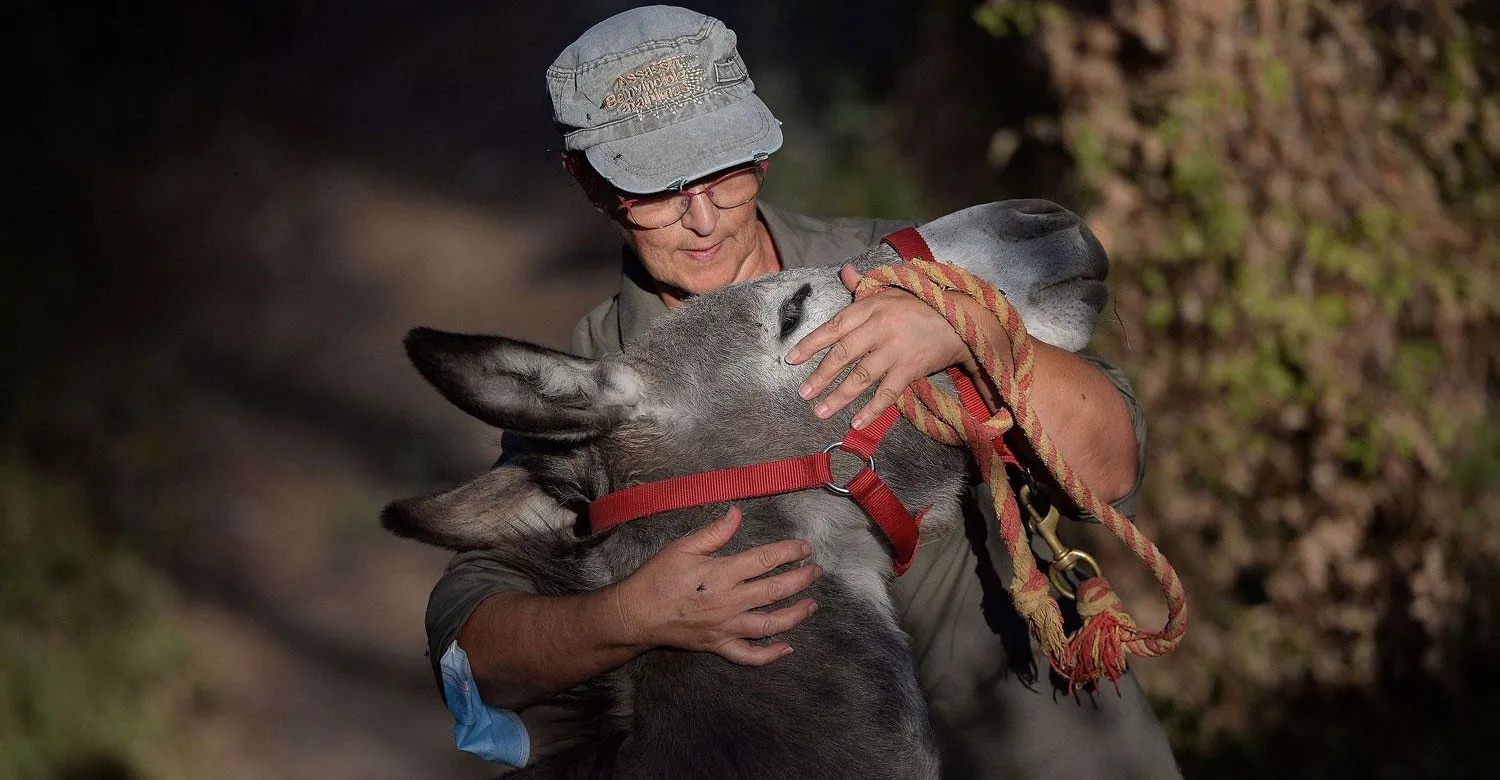 مسؤول مصري ينصح بـ"مجالسة الحمير" لتحسين الصحة النفسية