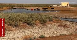 Iraq lost 70% of its livestock amid drought, parliament committee says