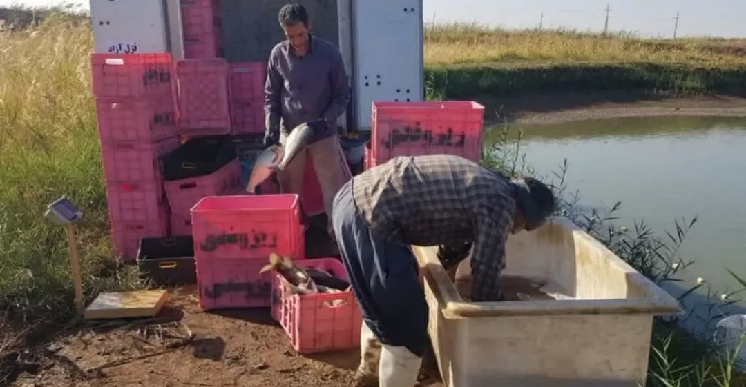 نصف إنتاج الأسماك الإيرانية في قصر شيرين يصدّر إلى العراق