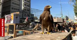 "مشاهد صادمة".. نسور مقيدة بـ"شريط لاصق" للبيع وسط بغداد (صور)