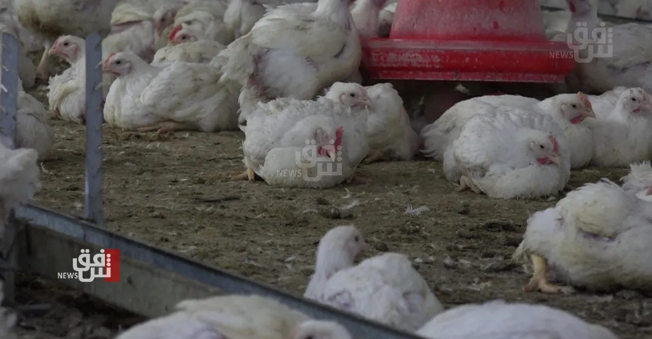 ارتفاع أسعار الدجاج الحي في أسواق إقليم كوردستان