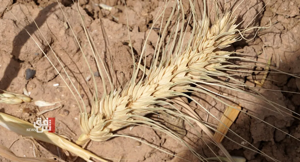 Kirkuk slashes wheat cultivation plan amid severe water shortages