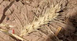 Kirkuk slashes wheat cultivation plan amid severe water shortages