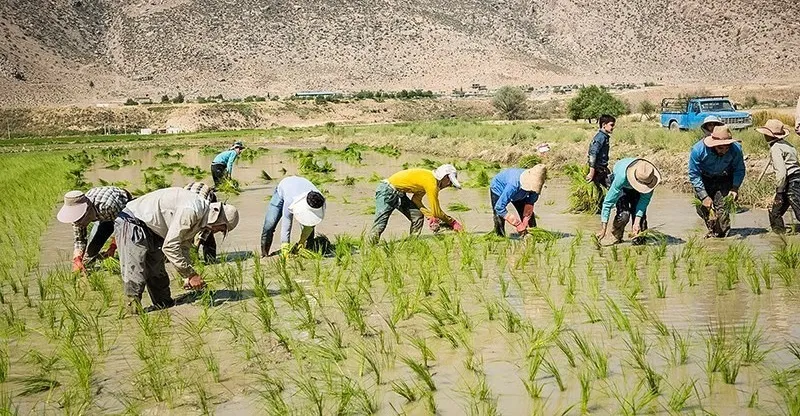 إيلام الفيلية على وشك فقدان جوهرتها الزراعية.. "عنبر بو" يواجه خطر الاندثار (صور)