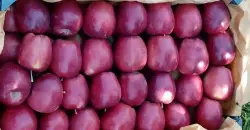 Iraq Imports $56M Iranian Apples in six months
