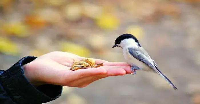 دراسة صينية: أصوات الطيور تخفف الحزن خلال دقائق