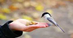 دراسة صينية: أصوات الطيور تخفف الحزن خلال دقائق