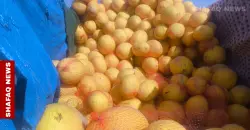 Samarra’s yellow watermelon season sets market standard