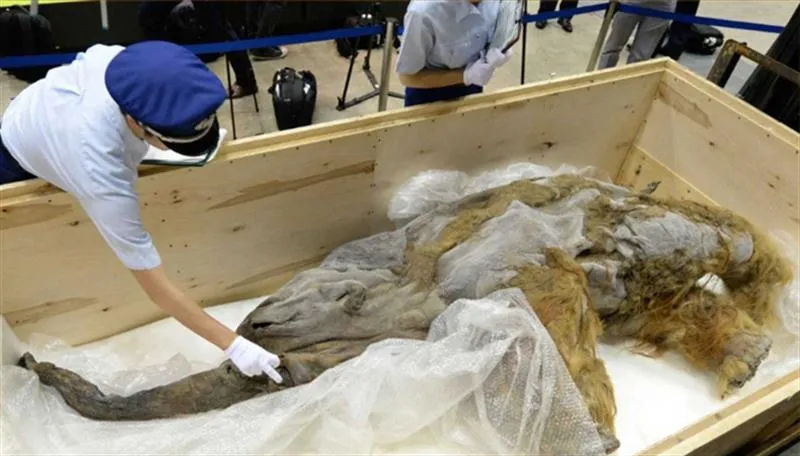 ‏مامۆسیگ مۆمیاکریاگ  نهێنی ٤٠ هەزار ساڵ گوزەشتە ئاشکراکەێد