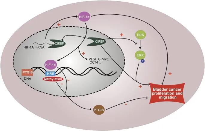 ‏پرۆتینیگ دەسمیەتی مرۆڤ دەێد 100 ساڵ زندگی بکەێد