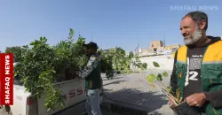 Iraq’s green push: Al-Hilla distributes free seedlings