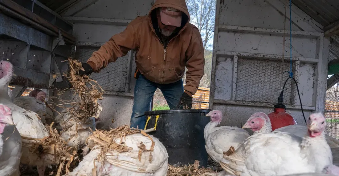 أميركا.. تسجيل أول وفاة بشرية بسلالة نادرة من إنفلونزا الطيور