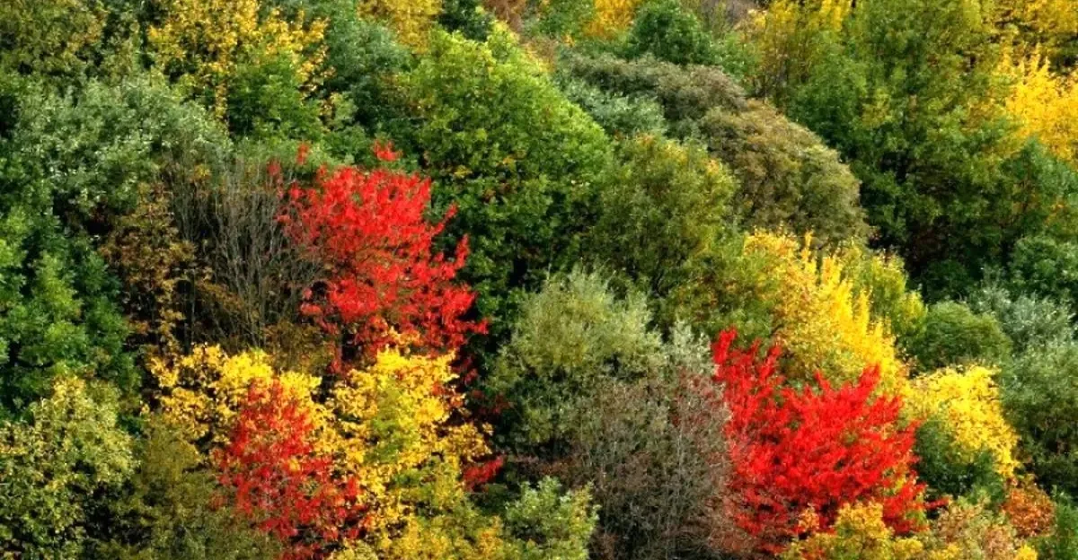 Wildfire burns UNESCO-listed forests in northern Iran