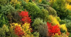 Wildfire burns UNESCO-listed forests in northern Iran