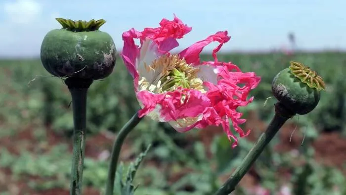 Iran weighs poppy cultivation as medical opium supply collapses