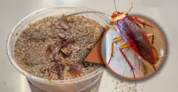 قهوة الصراصير والديدان تشعل جدلا في بكين