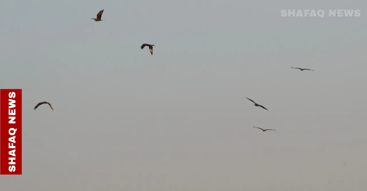 رحلة الغربان إلى بغداد.. لغز موسمي يثير الجدل كل عام (صور)