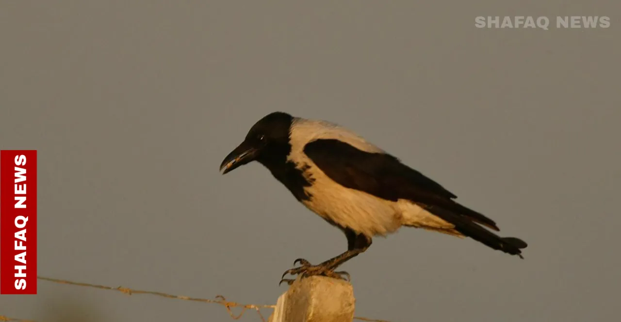 Winter crows return to Baghdad, stirring seasonal mystery