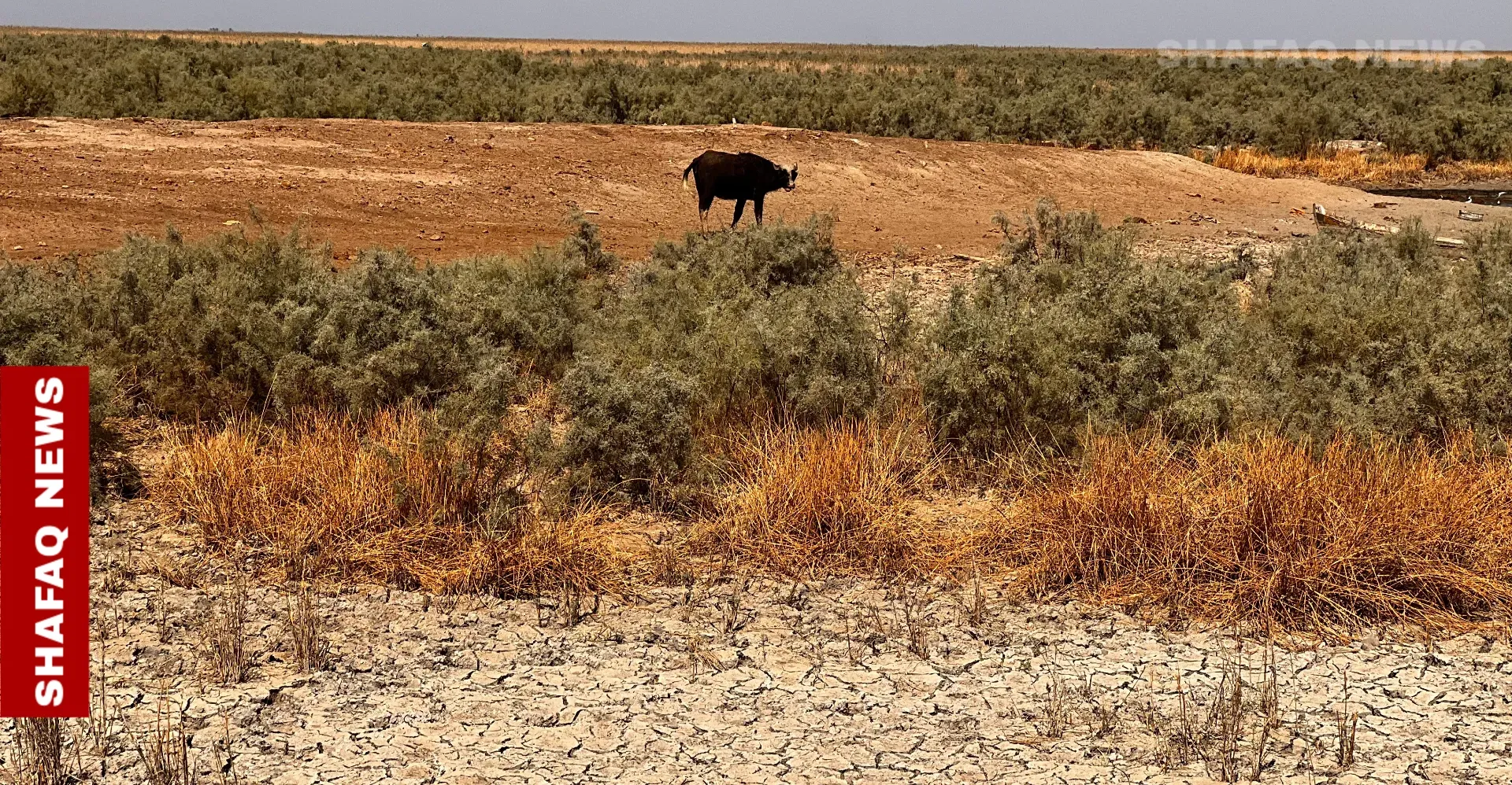 Over half of Iraq now at risk of desertification, ministry warns