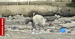 إصابات بين المدنيين وخسائر مادية.. ظاهرة الخنازير البرّية "تتمدد" في كركوك