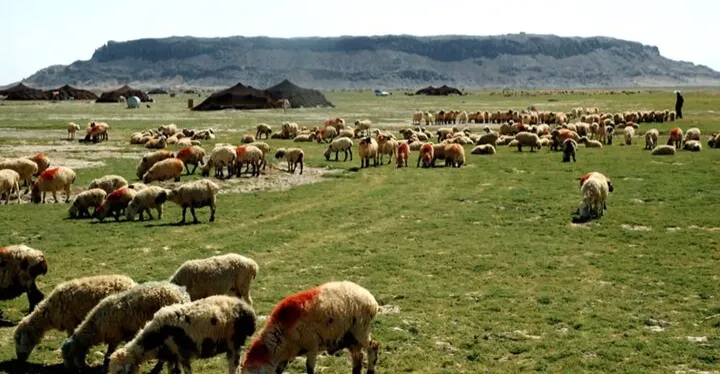 ئێڵەیل ئیلام فەیلی.. پشت ئاسایش خوەراک لە ئیران وەبی ئاو و ریوبان ژیەن