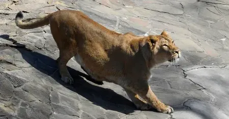 ‏ڤیدیۆی شۆککەر.. شێریگ گەنجیگ لەناو باخچەی ئاژەڵەیل خوەێد