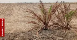 Water crisis threatens 200K+ dunams of Iraq’s Najaf farmland