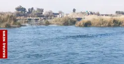 Diyala’s Hamrin Lake revives after floods: Flamingos return