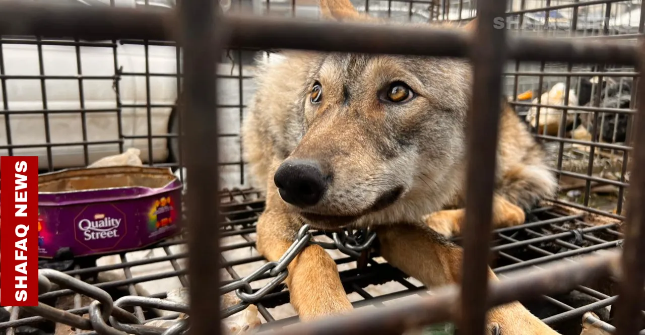 بغداد.. ذئب "خلف القضبان" منذ شهر وسط غياب الرقابة (صور)