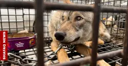 بغداد.. ذئب "خلف القضبان" منذ شهر وسط غياب الرقابة (صور)