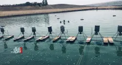 نفوق نحو 400 ألف سمكة كبيرة جراء اجتياح الفيضانات لأحواض تربية الاسماك في اربيل