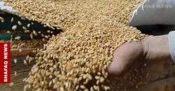 Syria contracts 1M+ tons of wheat to secure bread supply