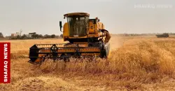 الجفاف "يهزم" القمح العراقي ويسقط حلم الاكتفاء الذاتي