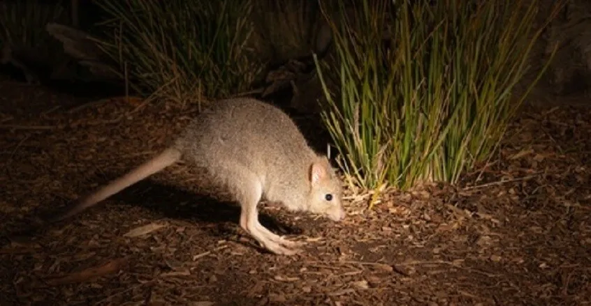 أستراليا.. اكتشاف نوع جديد من الكنغر