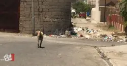 "عضة قاتلة لشاب" تحدث ثورة لمكافحة الكلاب الضالة بالعراق