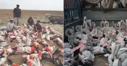 "فلامنغو" العراق.. صيد جائر يهدد الحياة البرية في الأهوار الجنوبية