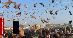 Iraqi hobbyists launch thousands of red pigeons in Diyala