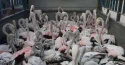 بغضون أقل من شهر .. 1000 طير مهاجر كانت ضحية الصيد الجائر بالعراق