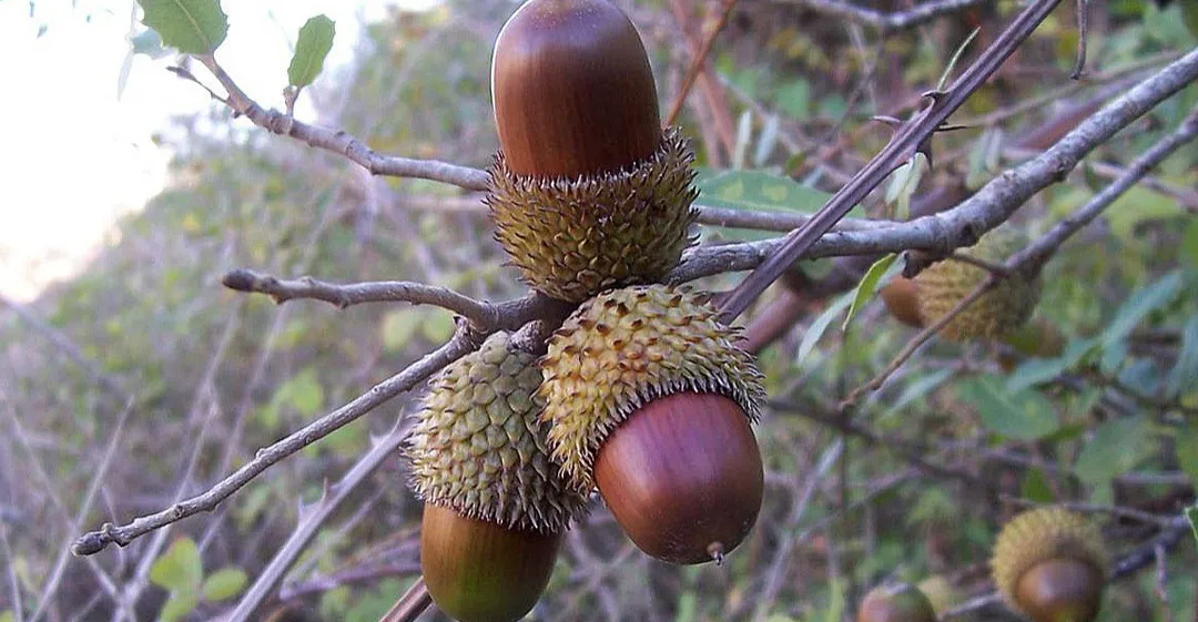 رسمياً.. كرمانشاه تسجل "القَسَم بشجرة البلوط" كفعالية سياحية وطنية