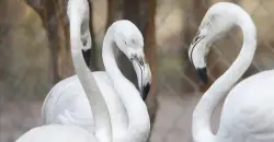 Poaching threatens Iraq’s migratory bird populations